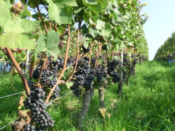 Wein Rot Pfalz